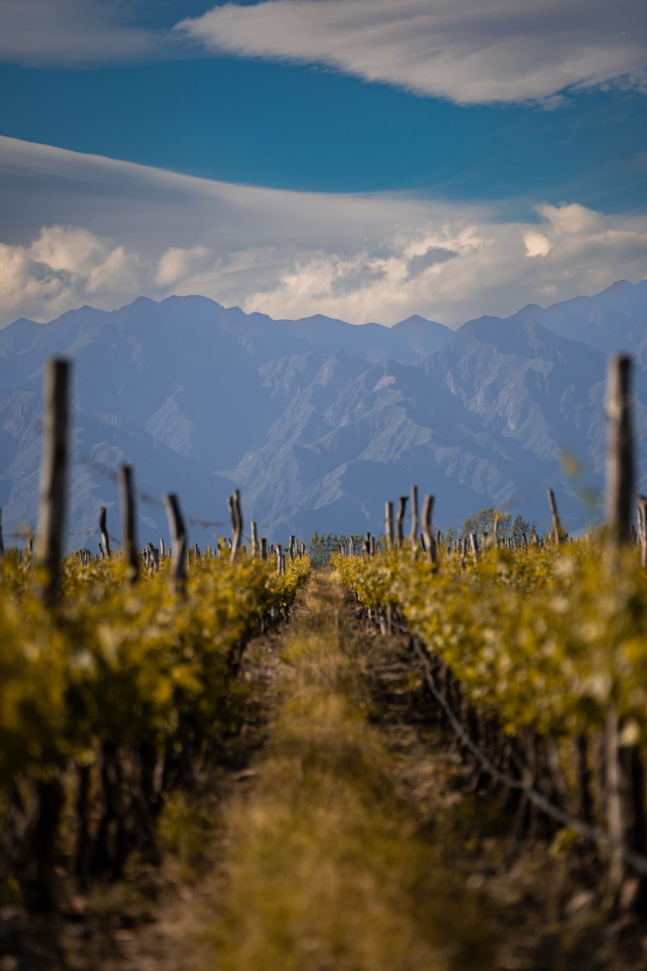Vineyard rows stretching toward the Andes under a wide sky