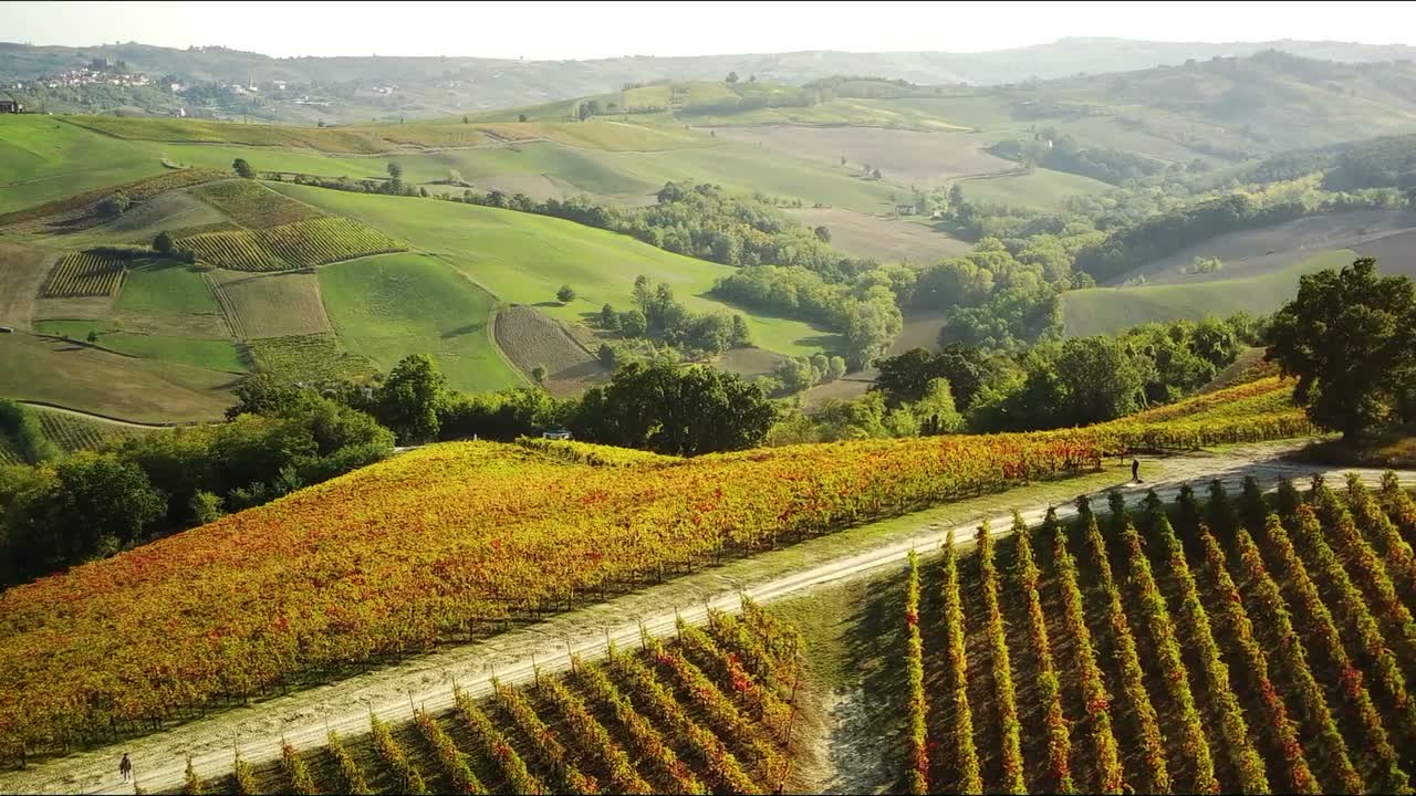 Vineyard rows in low afternoon light